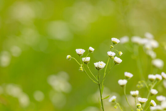 A beautiful close-up of white flowers blooming in a summer meadow. A seasonal scenery of rural Latvia, Europe.