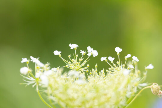 A beautiful close-up of white flowers blooming in a summer meadow. A seasonal scenery of rural Latvia, Europe. - Powered by Adobe