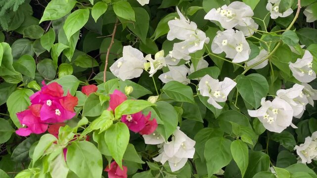 Summer Bloom Bougainvillea Plant Detail Close-up of vibrant pink and white tropical Bougainvillea flowers with bracts under sunlight. Bright, colorful background for summer, garden, and travel