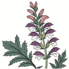acanthus ebracteatus vector