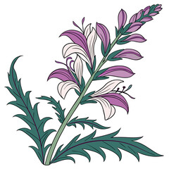 acanthus ebracteatus on white background 