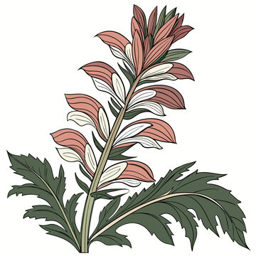 acanthus ebracteatus on white background 