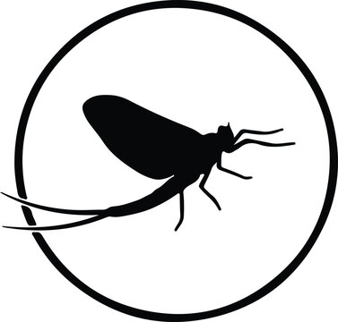 Illustration Mayfly insect graphic minimalist black and white silhouette vector