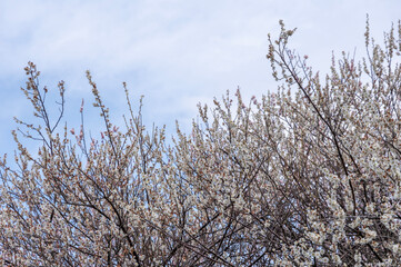 早春の青空と咲き誇る白梅