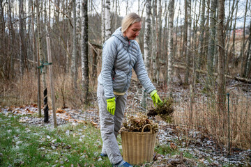 woman collecting dry plants into wicker basket in backyard