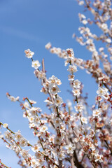 早春の青空と咲き誇る白梅