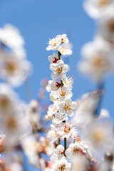 早春の青空と咲き誇る白梅