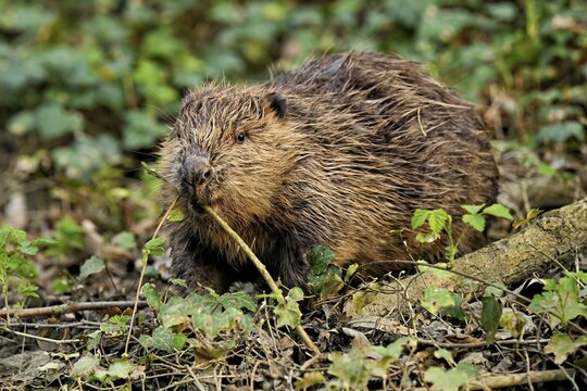 Eurasian beaver, European beaver (Castor fiber), eats leaves on the banks of a stream, Canton of Zug, Switzerland