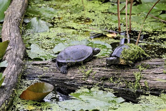 Two European pond turtles (Emys orbicularis) sitting on tree trunk, Switzerland