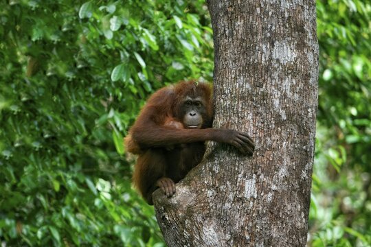 Female Orangutan (Pongo borneo) carrying her youngster in the forest, Borneo, Malaysia
