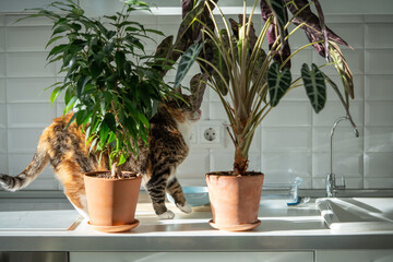 Curious calico cat exploring houseplants on kitchen counter, sniffing leaves of Alocasia, Ficus benjamina in clay pots on sunny day. Tabby cat carefully investigates potted plants. Pet and home plants