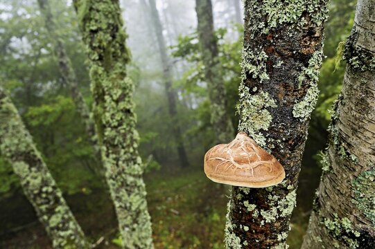 Birch porling (Piptoporus betulinus), on the trunk of a birch tree, Chamonix, France