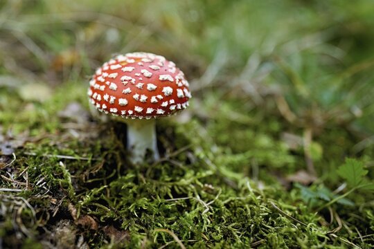 Poisonous toadstool (Amanita muscaria), in meadow, Chamonix, France