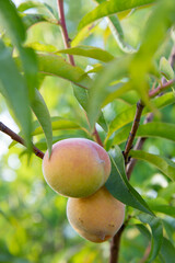 Petites pêches de vigne (Prunus persica) à chair blanches sur le point d'être mûres sur une branche de pêcher. Lumière douce et chaude d'une fin d'été.