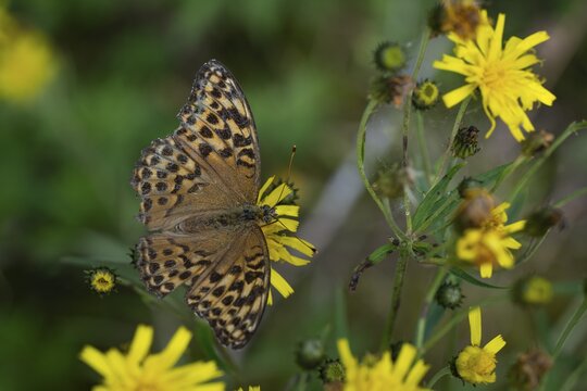 Imperial mantle or silver line (Argynnis paphia) on yellow dandelion flowers, Sweden