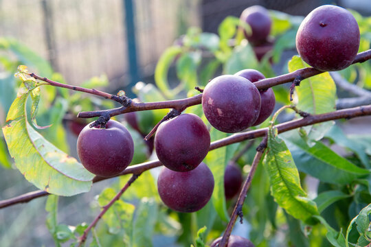 
Petites prunes rondes Myrobolan (Prunus cerasifera) sur le point d'&ecirc;tre m&ucirc;res sur une branche de prunier. Lumi&egrave;re douce et chaude d'une fin d'&eacute;t&eacute;.