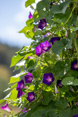 Composition florale d'Ipomée violettes sur une tige de bambou qui se déploie et grimpe. De grandes fleurs en trompette dans un jardin avec la lumière de journée.