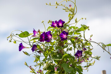 Composition florale d'Ipomée violettes sur une tige de bambou qui se déploie et grimpe. De grandes fleurs en trompette dans un jardin avec la lumière de journée. © AGDER