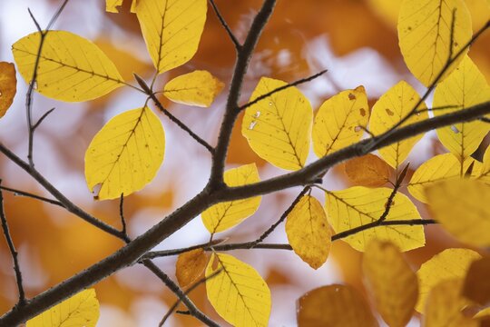 Yellow-brown colored beech leaves against white background, autumn, Stuttgart, Germany