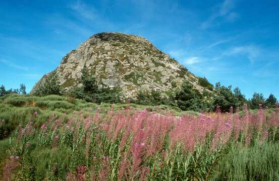 Chamaenerion angustifolium,  Epilobe en &eacute;pi,  Mont Gerbier des Joncs, 07, Ardeche, France