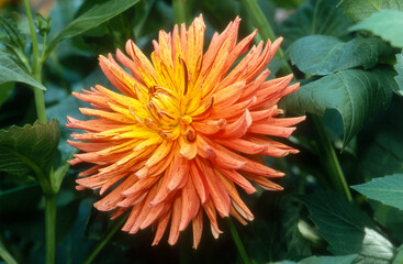 Dahlia cactus 'Dalais' © JAG IMAGES
