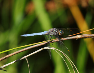 Keeled Skimmer Dragonfly - Orthetrum Coerulesce, on a twig in its natural environment. Macro photo, selective shallow focus for effect.