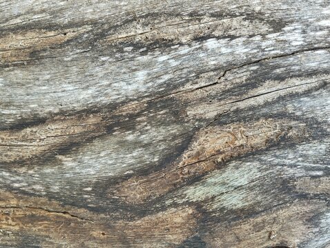 Close up of tree bark or wooden texture background