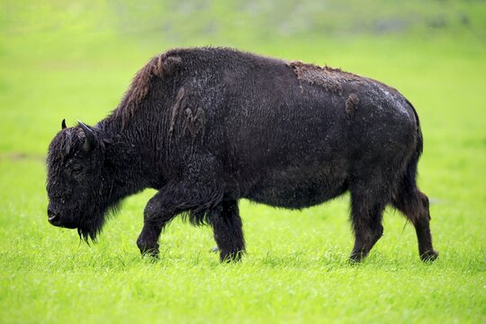 American Bison, wood bison (Bison bison athabascae), adult, foraging, Alaska Wildlife Conversation Centre, Anchorage, Alaska, USA, North America