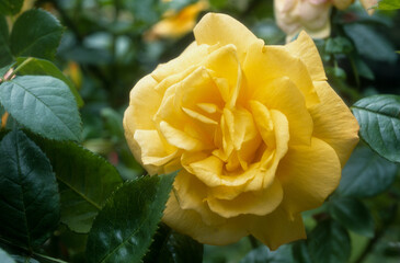 Rose 'Ville de Chine'