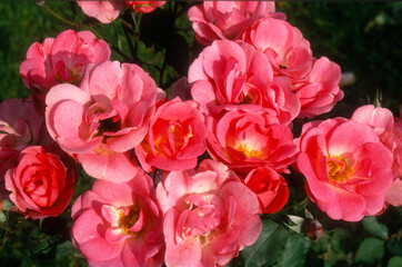 Rose 'Ville de Roeulx'