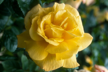 Rose 'Ville de Chine'