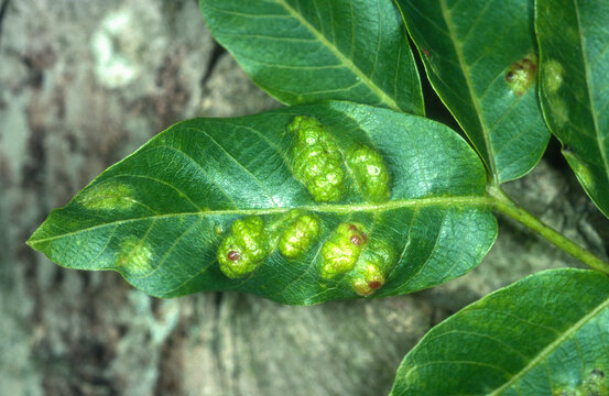 maladie, v&eacute;g&eacute;tal