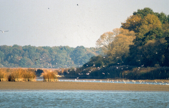 Etang de La Horre, R&eacute;serve naturelle nationale, Parc naturel r&eacute;gional de la for&eacute;t d'Orient, 10, Aube, France