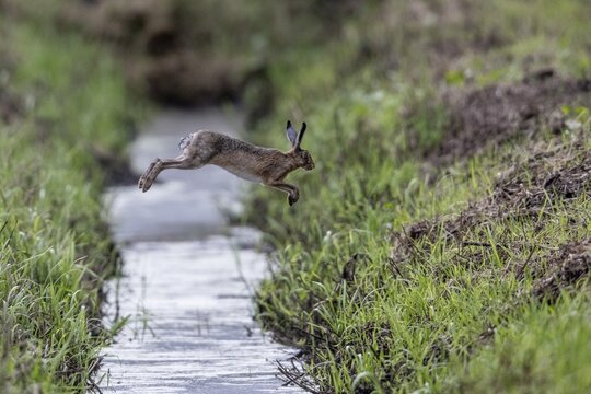 European hare (Lepus europaeus) jumping over a ditch, Emsland, Lower Saxony, Germany
