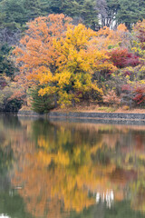 湖畔を染める黄葉と水面の反射