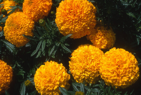 Rose d'inde 'Excel Orange', tagetes erecta
