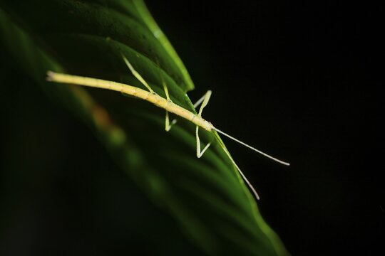 Stick insect (Phasmatodea) sitting on a leaf, at night in the tropical rainforest, Refugio Nacional de Vida Silvestre Mixto Bosque Alegre, Alajuela province, Costa Rica