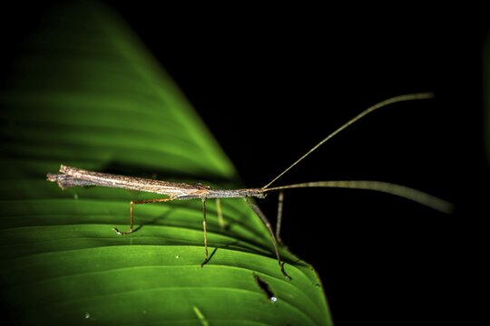 Stick insect (Phasmatodea) sitting on a leaf, at night in the tropical rainforest, Refugio Nacional de Vida Silvestre Mixto Bosque Alegre, Alajuela province, Costa Rica