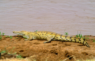 Crocodile du nil