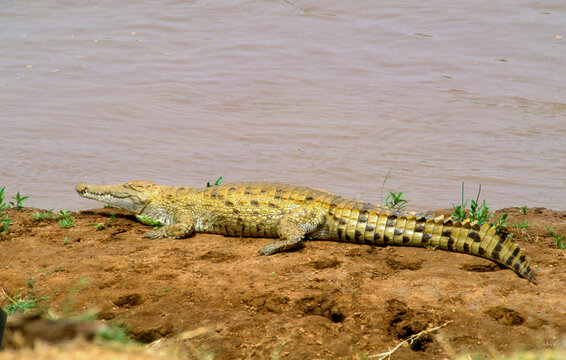 Crocodile du nil