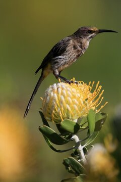 Cape Honeybird (Promerops cafer), adult, female, on flower, Protea, vigilant, Kirstenbosch Botanic Gardens, Cape Town, South Africa