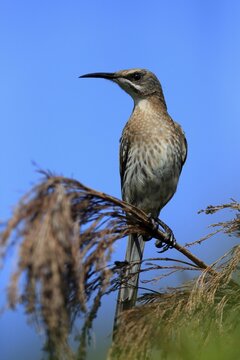 Cape Honeybird (Promerops cafer), adult, male, perch, Kirstenbosch Botanical Gardens, Cape Town, South Africa