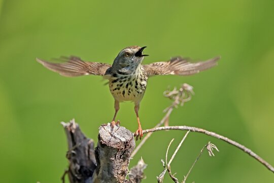 Spotted Prinia (Prinia maculosa), adult, on wait, singing, Kirstenbosch Botanical Gardens, Cape Town, South Africa