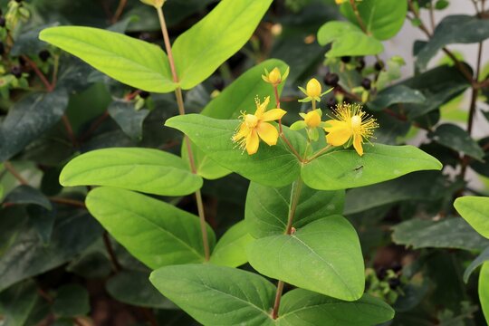 Sweet-amber (Hypericum androsaemum), flower, flowering, Germany