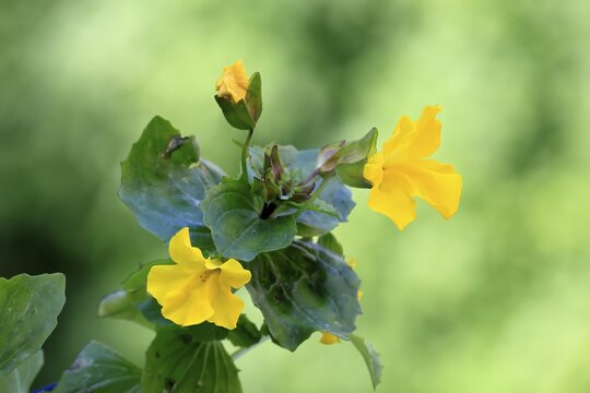Common monkey-flower (Mimulus guttatus), also known as spotted monkey-flower or common monkey-flower, flowering, flower, aquatic plant, at a pond, Ellerstadt, Germany