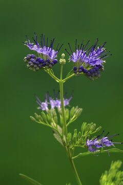 Clandon caryopteris (caryopteris x clandonensis), flower, flowering, Germany