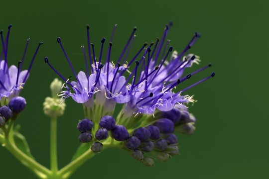 Clandon caryopteris (caryopteris x clandonensis), flower, flowering, Germany