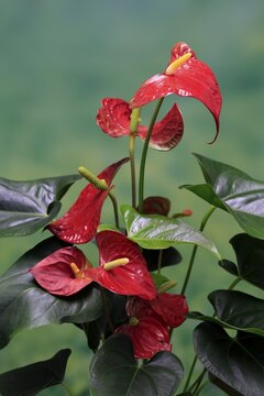 Flamingo flower (Anthurium), flowering, houseplant, Ellerstadt, Germany
