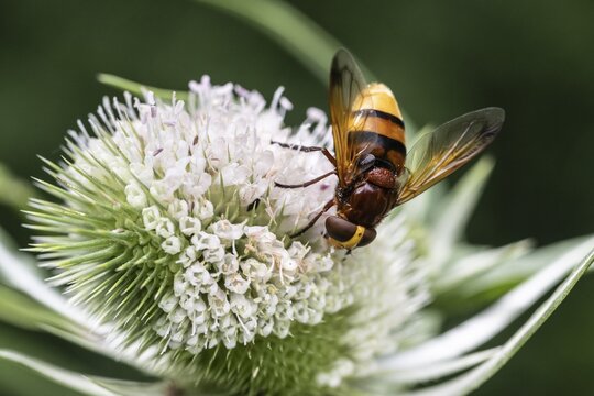 Hornet mimic hoverfly (Volucella zonaria) on teasel (Dipsacus sylvestris), Emsland, Lower Saxony, Germany