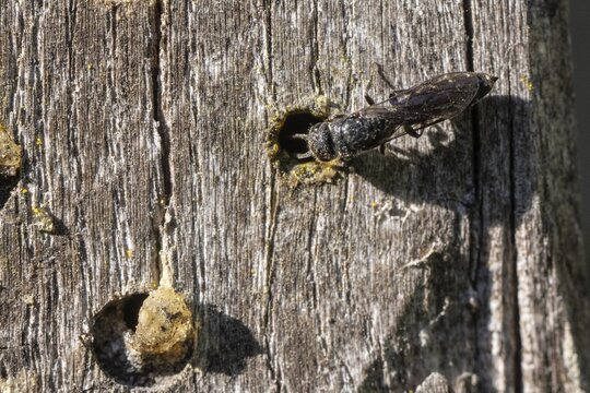 Common furrow wasp (Monosapyna clavicornis), Emsland, Lower Saxony, Germany